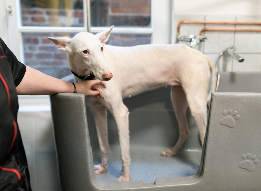 Hunde-Badewanne